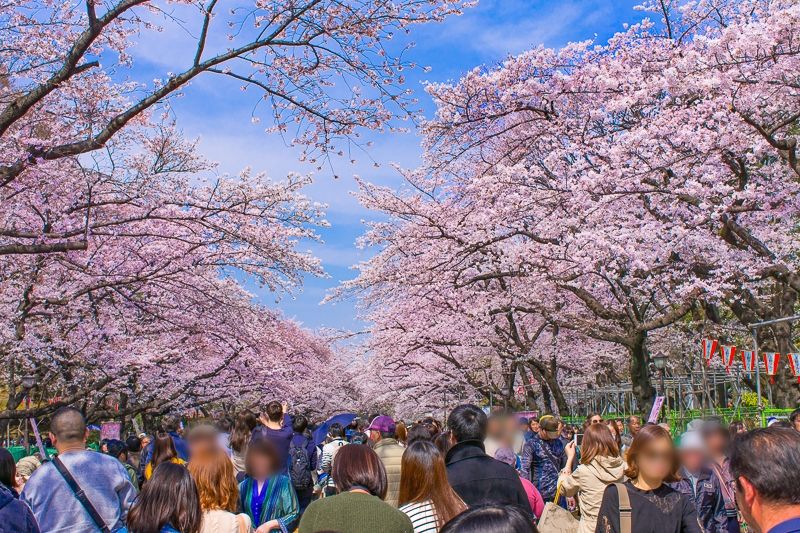 花山赏樱花活动